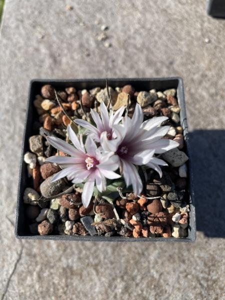 Turbinicarpus sanchez mejoradae